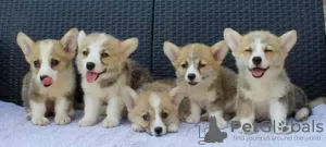 Zdjęcie №1. welsh corgi - na sprzedaż w Bajša | negocjowane | Zapowiedź №112204