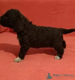 Dodatkowe zdjęcia: Szczeniaki Lagotto Romagnolo