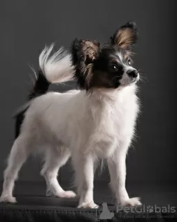 Zdjęcie №3. Papillon Puppies. Ukraina