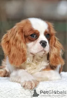 Zdjęcie №4. Sprzedam cavalier king charles spaniel w Палм-Бич. prywatne ogłoszenie - cena - 5942zł