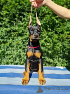 Dodatkowe zdjęcia: Doberman