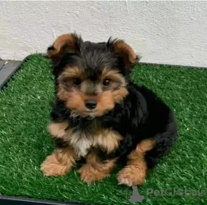 Zdjęcie №1. yorkshire terrier - na sprzedaż w Łódź | negocjowane | Zapowiedź №96457