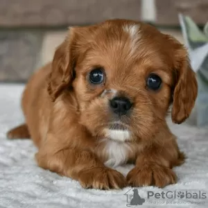 Zdjęcie №1. cavalier king charles spaniel - na sprzedaż w Salvador | 1169zł | Zapowiedź №45724