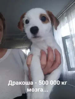 Dodatkowe zdjęcia: Dziewczyna Jack Russell Terrier