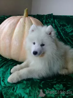 Dodatkowe zdjęcia: Szczenięta Samoyed