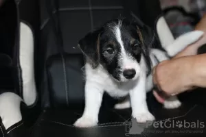 Zdjęcie №3. Szczeniak Jack Russell Terrier. Federacja Rosyjska