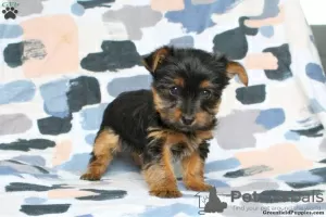 Zdjęcie №3. Yorkshire Terrier - standardowe szczenięta chłopców. Niemcy