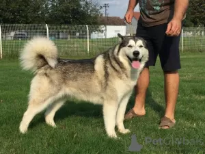 Dodatkowe zdjęcia: Szczenięta Alaskan Malamute