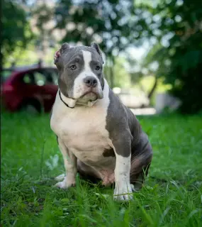 Zdjęcie №2 do zapowiedźy № 2919 na sprzedaż  american bully - wkupić się Federacja Rosyjska od żłobka, hodowca