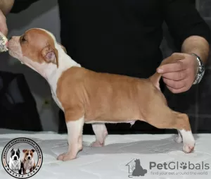 Dodatkowe zdjęcia: Amerykański Staffordshire Terrier