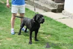 Dodatkowe zdjęcia: Mastif południowoafrykański, Boerboel