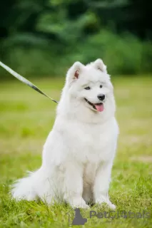 Dodatkowe zdjęcia: Szczenię rasy Samoyed z kijowskiej hodowli.