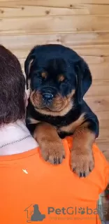 Zdjęcie №1. rottweiler - na sprzedaż w Krasnojarsk | negocjowane | Zapowiedź №94033