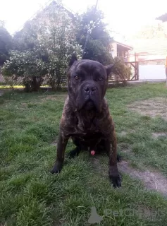 Dodatkowe zdjęcia: cane corso na sprzedaż