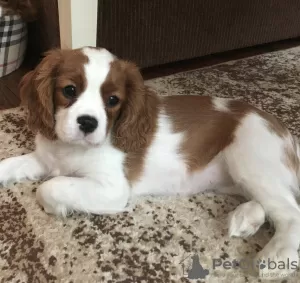 Zdjęcie №1. cavalier king charles spaniel - na sprzedaż w Москва | 6049zł | Zapowiedź №9168