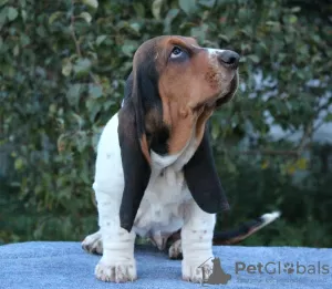 Dodatkowe zdjęcia: Basset Hound