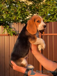 Dodatkowe zdjęcia: Uroczy piesek rasy beagle szuka domu i najczulszych przytulasów!