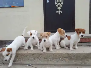 Dodatkowe zdjęcia: Jack Russell Terrier Puppy