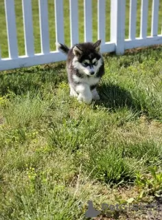 Zdjęcie №3. Pakiet radosnych szczeniąt Alaskan Malamute, gotowych przyprowadzić chłopca do. USA