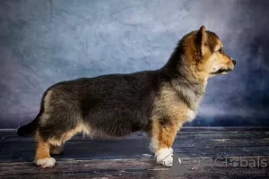 Zdjęcie №3. Welsh corgi pembroke. Ukraina