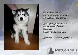 Dodatkowe zdjęcia: Szczenięta husky syberyjskie