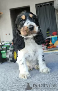 Dodatkowe zdjęcia: Cocker spaniel angielski