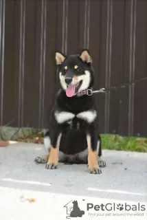 Dodatkowe zdjęcia: Shiba Inu szczeniaki