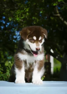 Zdjęcie №4. Sprzedam alaskan malamute w Orzeł. hodowca - cena - 1979zł