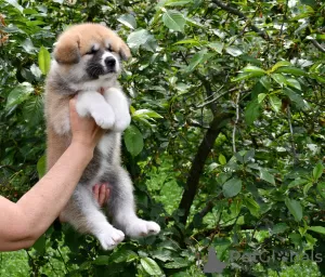 Dodatkowe zdjęcia: Szczenięta akita inu