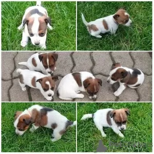 Zdjęcie №1. jack russell terrier - na sprzedaż w Москва | Bezpłatny | Zapowiedź №34511