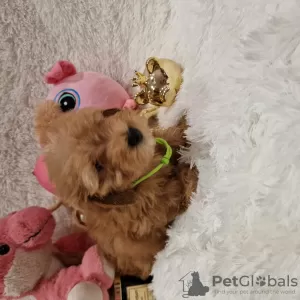 Dodatkowe zdjęcia: Maltipoo fb1 BellaQueen