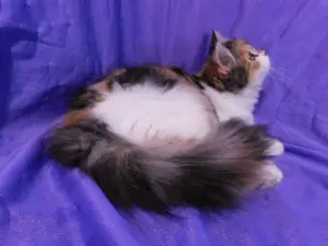 Dodatkowe zdjęcia: Kitty Highland Straight, Calico