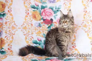 Zdjęcie №1. maine coon - na sprzedaż w Ryazan | 901zł | Zapowiedź № 7065