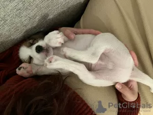 Dodatkowe zdjęcia: Szczeniak Parson Russell Terrier