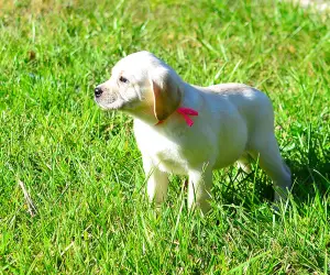 Dodatkowe zdjęcia: Szczenięta Labrador Retriever