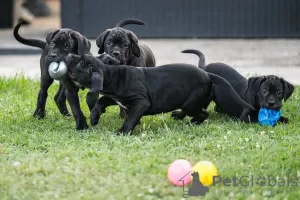 Zdjęcie №3. Cane Corso szczeniaki. Serbia