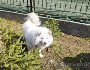 Dodatkowe zdjęcia: Samoyed suczki