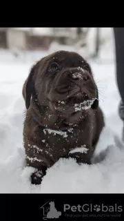 Zdjęcie №2 do zapowiedźy № 82315 na sprzedaż  labrador retriever - wkupić się Białoruś hodowca