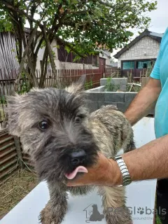 Dodatkowe zdjęcia: Cairn Terrier, szczenięta płci męskiej