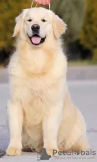 Dodatkowe zdjęcia: Golden retriever Chłopak.