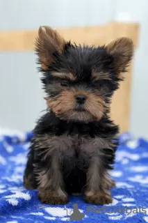 Zdjęcie №1. yorkshire terrier - na sprzedaż w Czelabińsk | 1805zł | Zapowiedź №12735