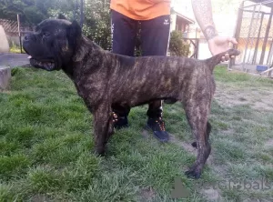 Zdjęcie №3. cane corso na sprzedaż. Federacja Rosyjska