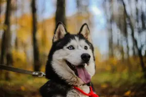 Dodatkowe zdjęcia: Szczenięta Siberian Husky, rata, przedszkola