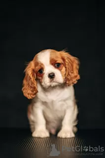 Zdjęcie №1. cavalier king charles spaniel - na sprzedaż w Dyneburg | 5023zł | Zapowiedź №98634