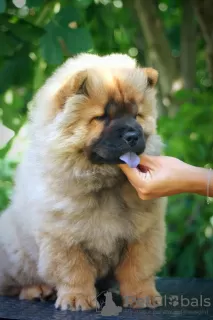 Zdjęcie №1. chow-chow - na sprzedaż w Paraćin | negocjowane | Zapowiedź №65400