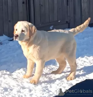 Zdjęcie №3. Szczenięta labradora. Federacja Rosyjska