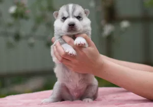 Dodatkowe zdjęcia: Siberian husky szczenięta od rodowitych rodziców