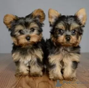 Zdjęcie №2 do zapowiedźy № 56129 na sprzedaż  yorkshire terrier - wkupić się Finlandia 