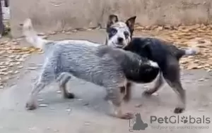 Dodatkowe zdjęcia: Szczenięta Australian Cattle Dog