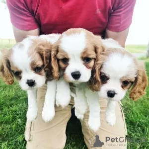 Zdjęcie №1. cavalier king charles spaniel - na sprzedaż w Seaford | 1256zł | Zapowiedź №71695